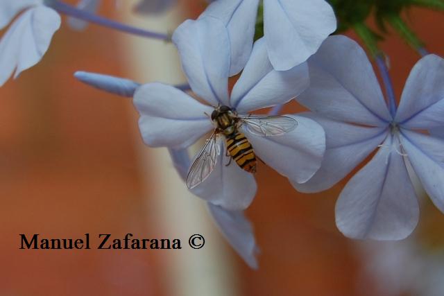 Episyrphus balteatus (Syrphidae)